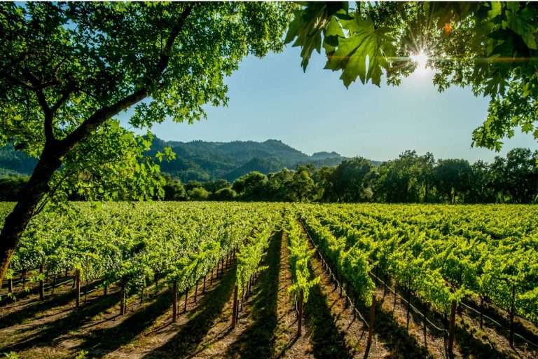 Discover Where Wine is Made